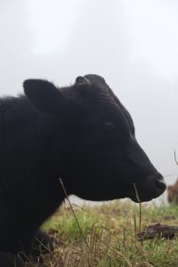 Close-up of a black cow standing in a grassy field with a soft blurred background.