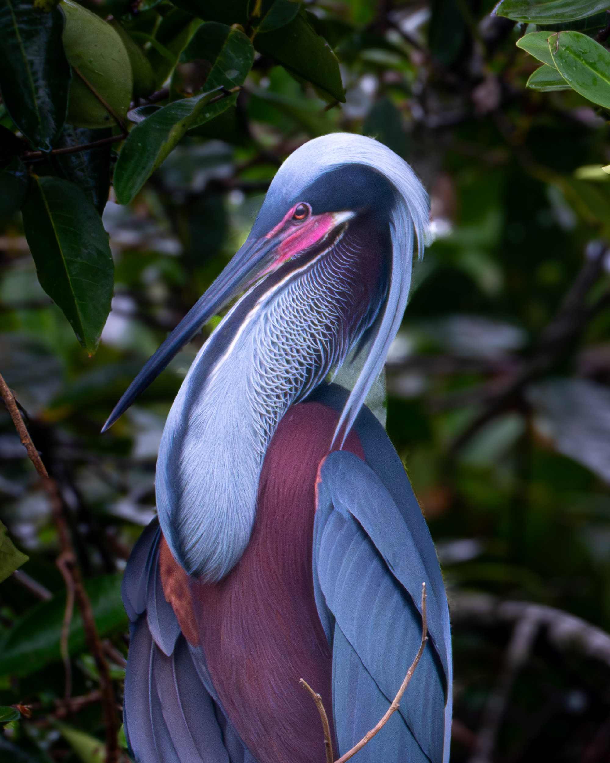 Colorful heron perched among dense green foliage, with blue-gray feathers, a chestnut body, long pointed beak, and white crest flowing over its head. The bird’s pink eye and intricate neck feathers stand out against the dark leafy background.