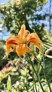 Orange flower in focus against a soft green blurred background in Costa Rica, highlighting its petals and natural details.