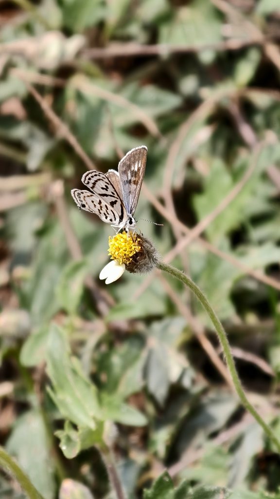 A small brown and white butterfly with folded wings perches on the yellow center of a wild daisy in a garden.