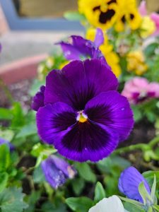 Close-up of a purple pansy with colorful flowers in the background.