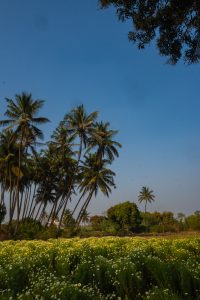 A bright sunny field with green grass and yellow flowers, creating a lively and cheerful scene.
