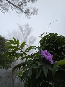 A vibrant purple flower blooms in the foreground, surrounded by lush green leaves and branches. In the misty background, tall trees disappear into thick white fog, creating an atmospheric, ethereal forest scene.
