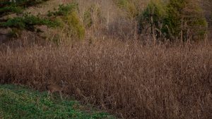 A lone deer stands at the edge of a dense patch of tall, dry reeds, partially emerging into a strip of green grass. The animal looks alert, blending subtly with the earthy tones of the late-season vegetation. In the background, a mix of bare and evergreen trees adds depth, capturing a quiet moment in a natural woodland setting.