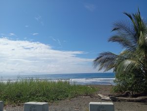 A peaceful tropical beach with gentle waves, soft sand, and a clear blue sky. Palm trees frame the view, creating a relaxing coastal scene.