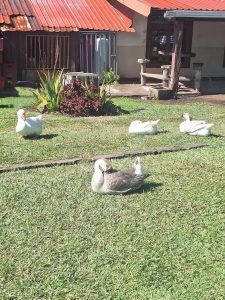 
A group of five ducks resting on a grassy area in front of a rustic building with a rusty red metal roof. 