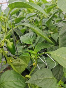A close-up view of green pepper plants featuring broad leaves and small, developing peppers among the foliage