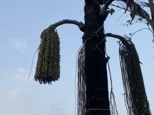 Tall palm tree with large clusters of green fruits hanging from thick branches against a clear blue sky, evoking a serene, tropical vibe.
