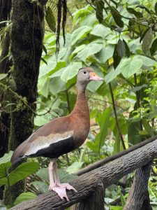 A black-bellied whistling duck stands on a wooden branch, surrounded by lush green foliage.