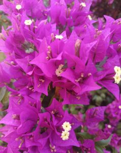 
A close-up of vibrant purple bougainvillea flowers, showcasing clusters of bright magenta petals with delicate white and cream-colored flower bracts and small yellow centers, surrounded by lush green leaves.