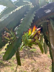 Two pitahayas growing on a cactus with green scales and red tips.