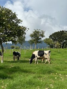 Cows with black and white patches grazing on a green field with trees and a cloudy sky.