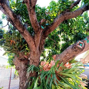 A mature mango tree over 30 years old, standing strong with rich character.