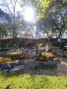 A serene scene featuring a small pond surrounded by a rocky border, nestled in a lush green landscape. Sunlight filters through the trees, creating a radiant glow above the water, while various plants and foliage provide a natural frame around the pond.