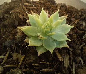 A close-up of a succulent with pale green, fleshy leaves in a rosette shape.