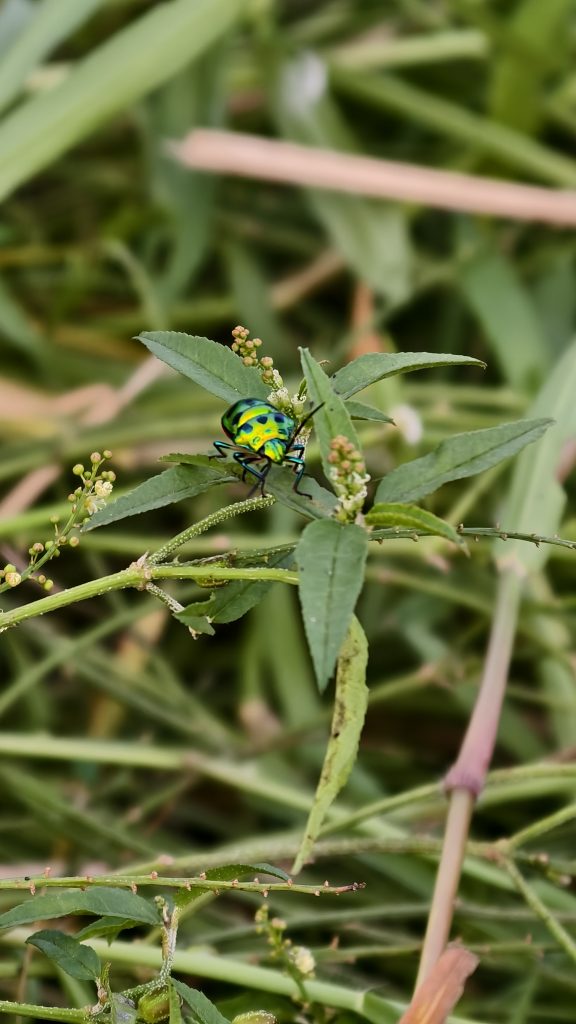 A shiny jewel bug with bright metallic green and yellow colors and black spots rests on a small green leaf.