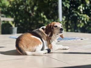 
A beagle lying on a sunlit patio, positioned on its side with its body turned slightly towards the viewer.