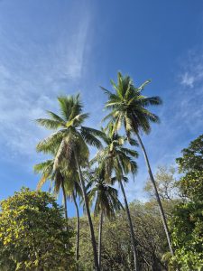 Tall palm trees against a bright blue sky in a lush tropical setting.