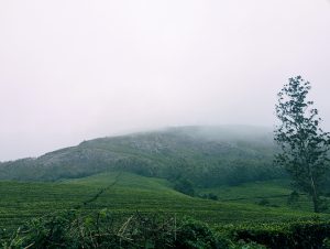 A lush green landscape featuring a tea plantation with neatly arranged rows of tea bushes.