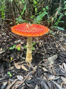 A large red mushroom with white spots stands tall among dry fallen leaves on a forest floor
