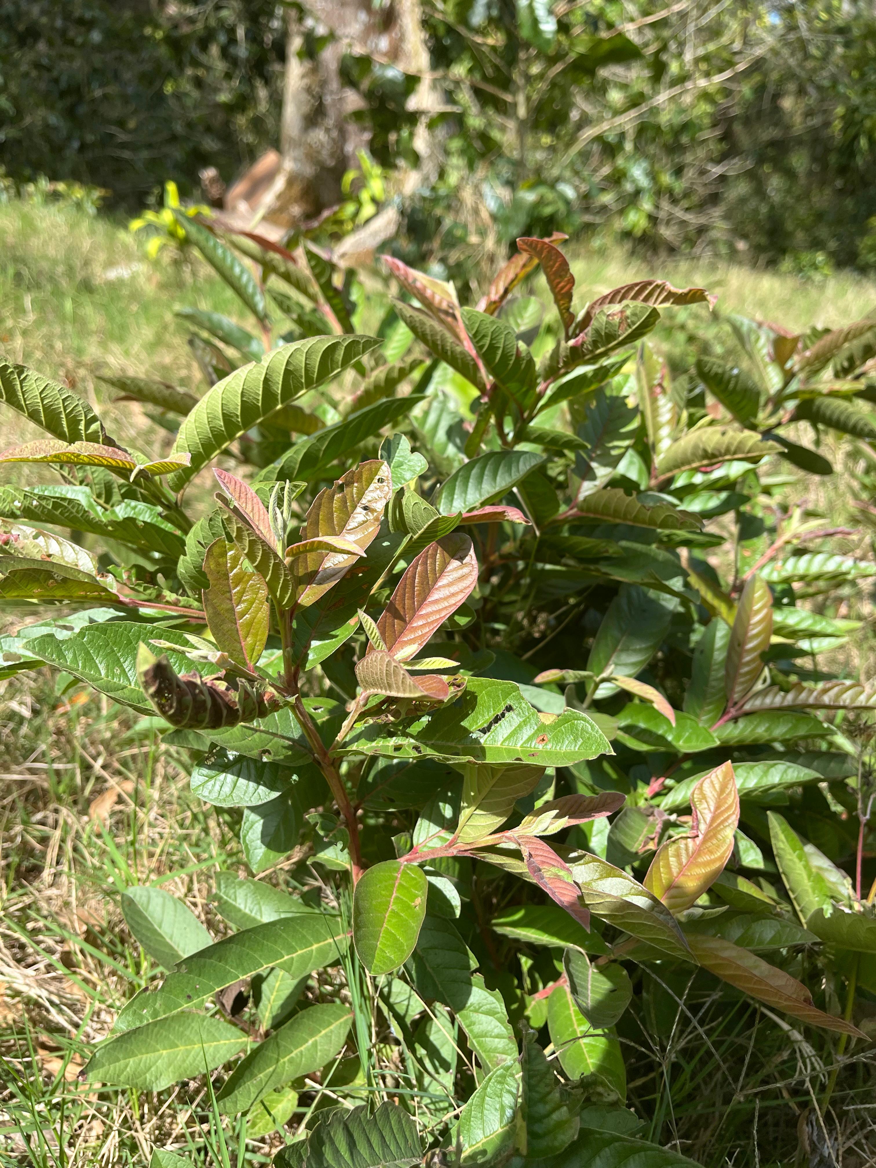 A close-up view of a bush with vibrant green leaves featuring red-tipped new growth.