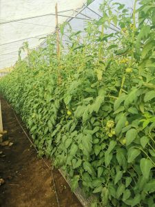 A row of tomato plants growing inside a greenhouse, with lush green leaves and several small, unripe tomatoes visible. The plants are supported by wooden stakes, and the ground is dark soil with some visible irrigation lines. The greenhouse is covered by a transparent plastic roof, allowing natural light to filter in.
