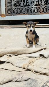A small black, tan, and white puppy sits on concrete, looking at the camera, with a torn burlap sack and a metal gate in the background.