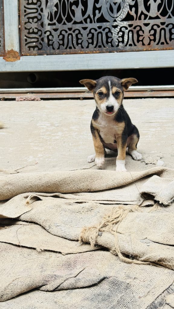 A small black, tan, and white puppy sits on concrete, looking at the camera, with a torn burlap sack and a metal gate in the background.