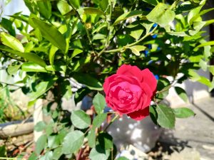 A bright red rose blooming on a green leafy plant in sunlight, with a blurred garden background.