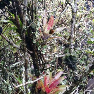 Close-up of bromeliad plants growing among tangled tree branches in a humid forest. Their elongated leaves show red and green tones with speckled patterns. Surrounding branches are covered in moss and lichen, creating a dense, textured tropical environment.