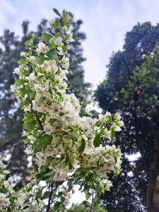 A branch covered with clusters of white flowers and green leaves against a pale sky.