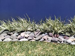A landscape photo featuring a row of smooth, variously colored stones at the base, surrounded by green grass. Behind the stones, there are tall, leafy plants with long, narrow leaves that have light and dark green stripes.