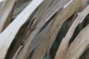 A grass lizard climbing among dry grasses.
