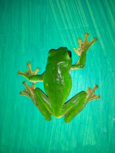 
A bright green frog is perched on a smooth, turquoise surface