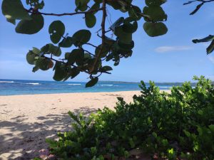 A sunny tropical beach with green foliage, golden sand, turquoise water, and a clear blue sky.