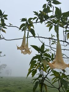 Brugmansia flowers, also known as Angel's Trumpets, hanging from a branch in a misty and foggy landscape.