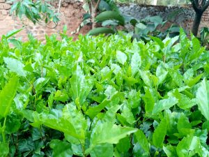 A thick, lush hedge of bright green leaves with serrated edges fills the entire frame. The foliage is densely packed, with individual leaves showing a waxy texture and prominent veins. The consistent green hue and overlapping layers of growth create a solid wall of natural vegetation.