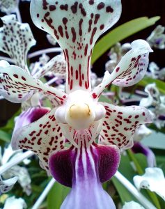 
A close-up of a striking orchid flower with a unique shape. 