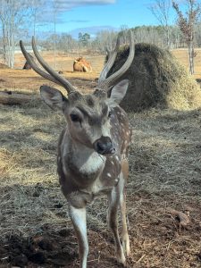 A deer with antlers stands in a dry grassy field, facing the camera, with hay bales and trees in the background.
