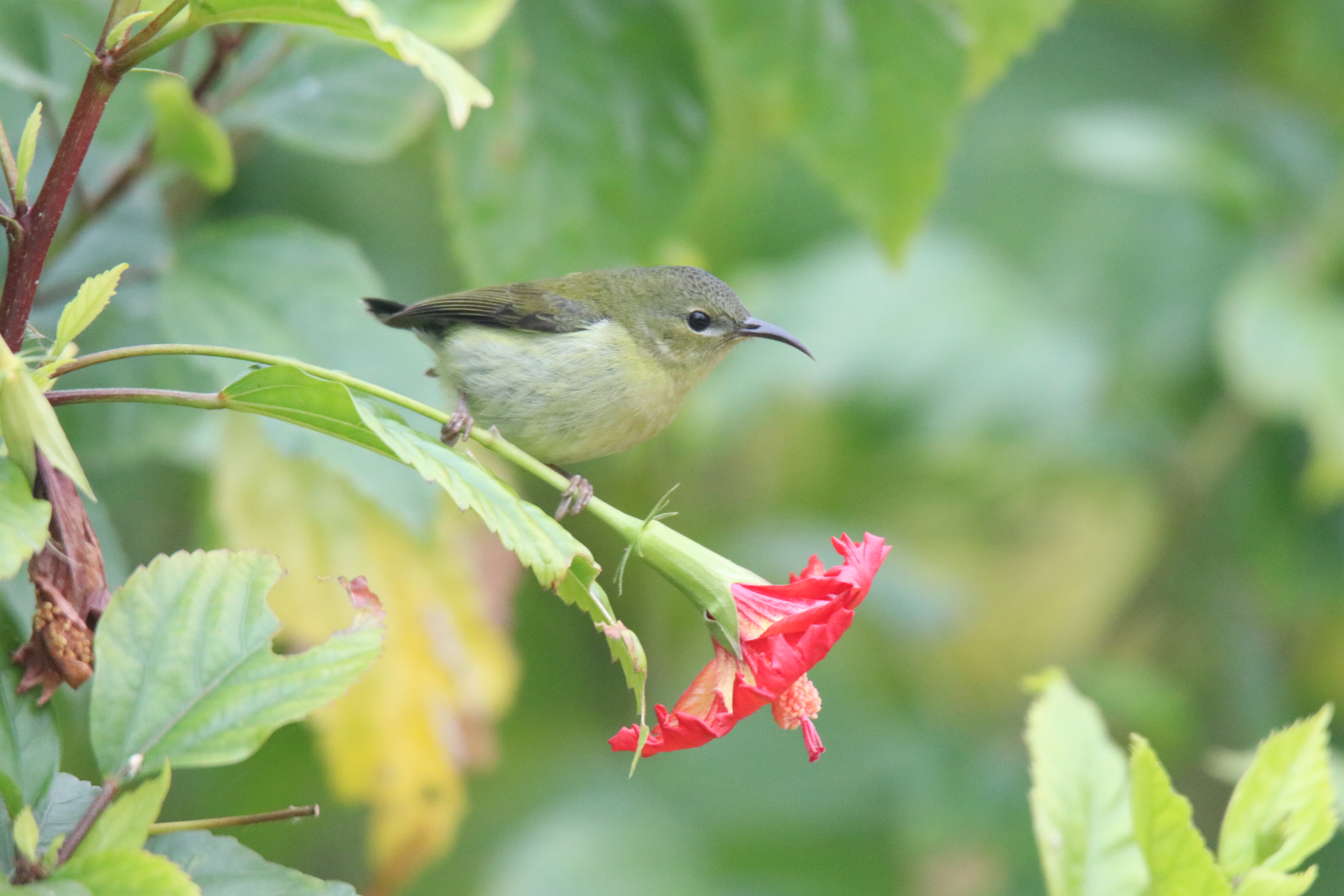 A female fork-tailed sunbird with a curved beak perched on a thin green stem right above a vibrant red hibiscus flower.