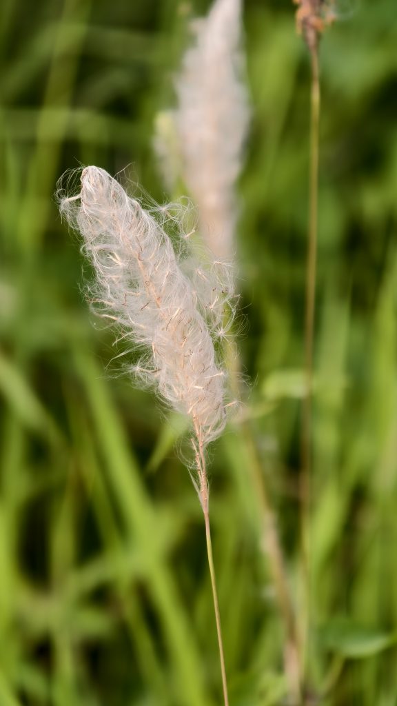 Close-up of a fluffy white flower head on a slender stem against a green grassy background.