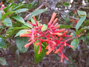 A cluster of slender orange-red tubular firebush flowers growing at the tips of a thin branch.
