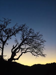 
A silhouetted tree with intricate, bare branches is set against a gradient sky transitioning from deep blue at the top to warm yellow near the horizon, above a dark mountainous landscape.
