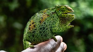 A detailed, side-profile, eye-level photograph of a bright green and yellow Rwenzori three-horned chameleon perched on an open human hand.
