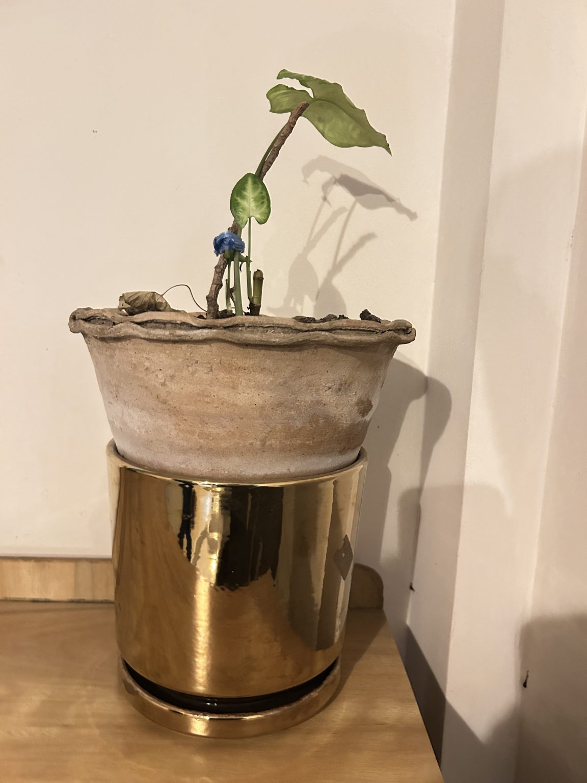 A small Syngonium plant with a few green leaves supported by a thin stake in a weathered, rustic clay pot.
