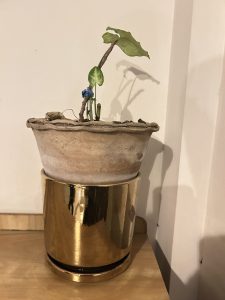 A small Syngonium plant with a few green leaves supported by a thin stake in a weathered, rustic clay pot.