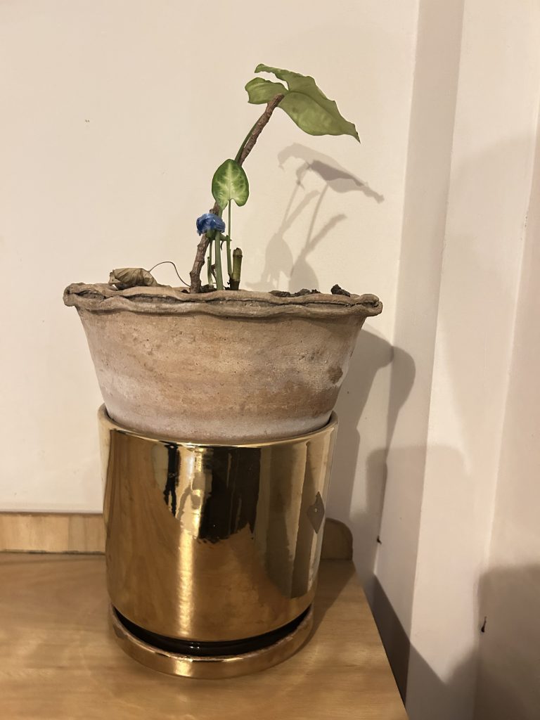 A small Syngonium plant with a few green leaves supported by a thin stake in a weathered, rustic clay pot.