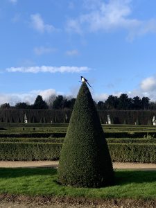 Black and white bird standing on a tall green bush in the Versailles Gardens, France.