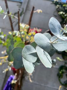 A close-up view of green eucalyptus leaves, showcasing their rounded shape and smooth texture
