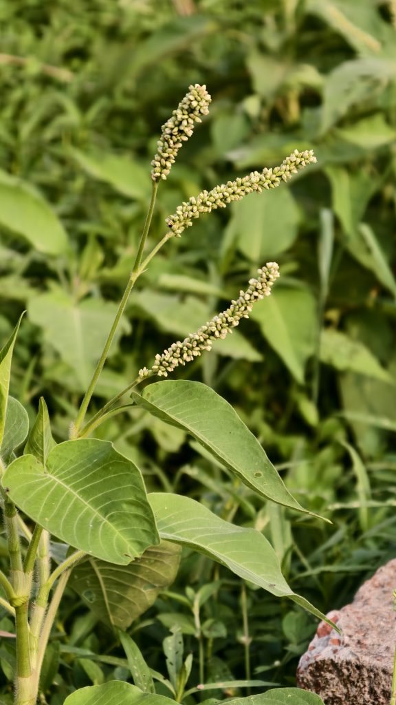 A green plant with elongated stems and clusters of small, pale yellow-green flowers. The background is filled with lush, green foliage, and a rough stone is partially visible at the bottom right. The leaves are broad and textured, contributing to the dense vegetation surrounding the plant.